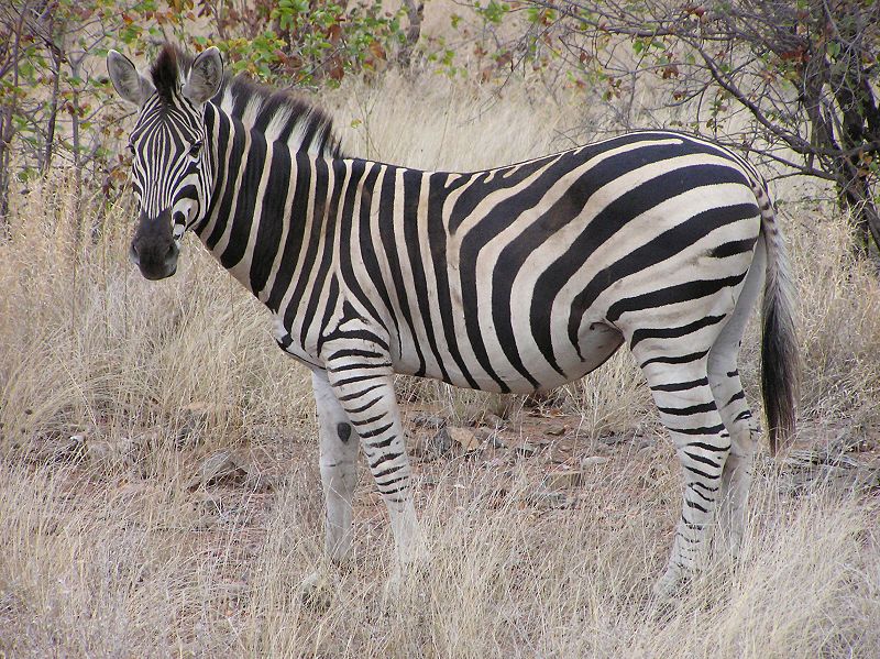 Behind the Ground Zero Mosque Imbroglio - Obama's "Zebra Nation" worldview at work